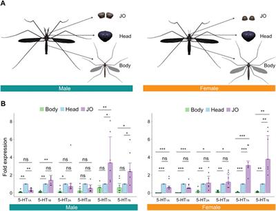 Serotonin modulation in the male Aedes aegypti ear influences hearing